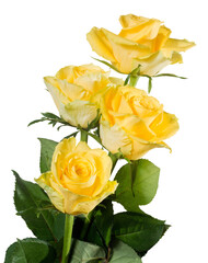 yellow roses isolated on transprarent