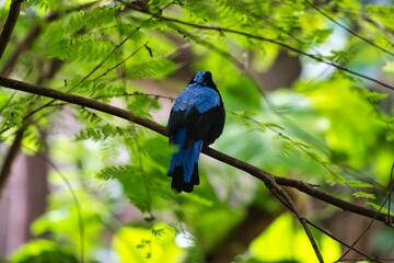 Blauer Vogel im Gebüsch