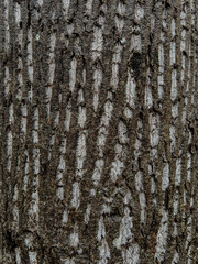 Obraz premium textured tree bark