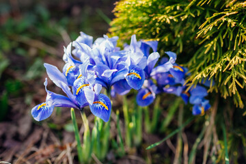 Blue mini irises blooming in spring garden on sunny day. Group of dwarf flowers in blossom grow by...