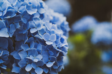 Blue hydrangea flowers in the garden in summer close-up, soft selective focus.