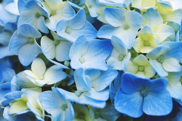 Blue hydrangea flower close up, soft selective focus. Delicate floral background, toned