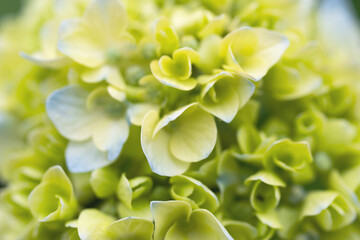 Delicate floral background of light green hydrangea flower, close-up, soft selective focus.