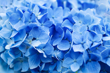 Blue hydrangea flower close up, soft selective focus. Delicate floral background, toned