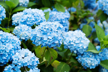 Blue hydrangea flowers in the garden in summer close-up, soft selective focus.