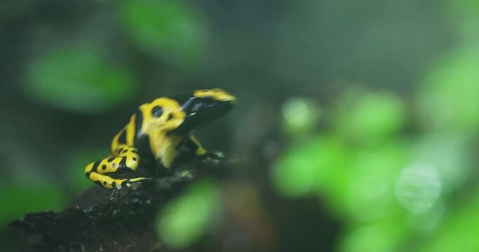 This video shows a closeup of a dyeing poison dart frog Dendrobates tinctorius, a small, brightly -colored frog found in the rainforests of Central and South America. The frog is sitting on a leaf and