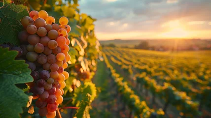 Foto op Plexiglas Grapes in a vineyard at sunset © SashaMagic