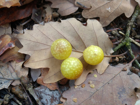 Dry oak tree leaves with yellow oak galls or oak apples lying on the ground. Seasonal forest picture. 