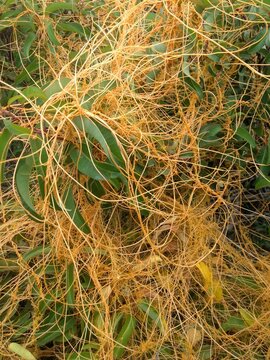 Closeup of California dodder parasitic plant. Cuscuta californica. Witch's Hair vine.