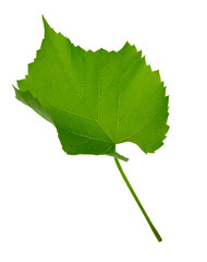 Grape branch . Vine with green fresh leaves and tendrils. Grapevine. on transparent, png. green leaf close-up