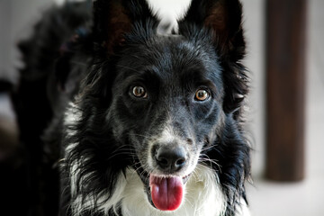 border collie dog