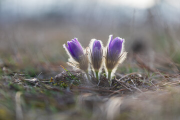 Spring flowers Pulsatilla Grandis on a meadow. Purple flowers on a meadow with a beautiful bokeh and setting the sun in backlight.