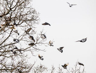 Flock of pigeons landing in a tree.