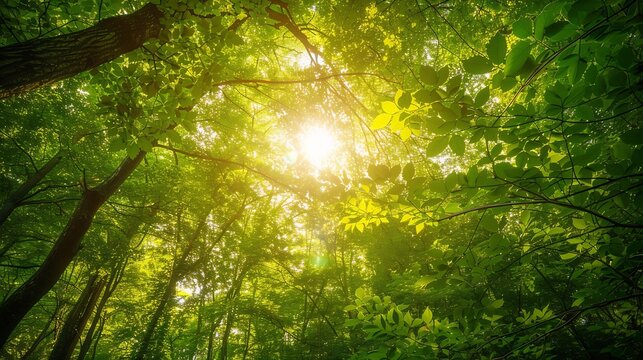 A breathtaking nature shot capturing the lush green foliage of a woodland canopy as it greets the morning sun in the sky