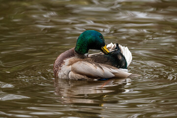 Male mallard Anas platyrhynchos washing in a pond.