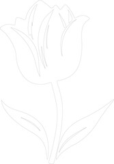 Obraz premium tulip outline