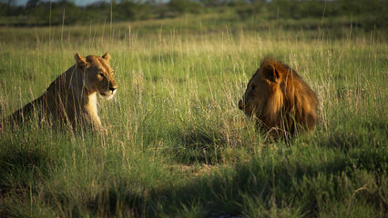 lion and lioness in the grass