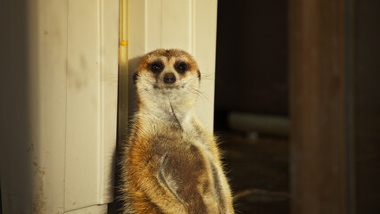 meerkat standing in doorframe