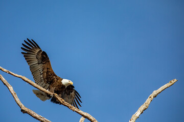 Bald Eagle in Flight Begins to Land on a Large Branch