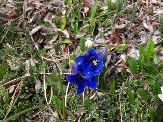 Blaue Trompete Blumen