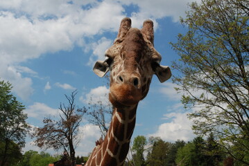 giraffe in the zoo