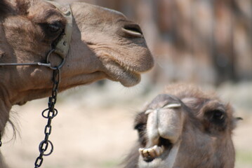 close up of camels