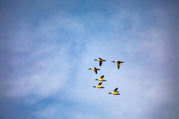 A Flock of Mallards Heads South in the Afternoon Light