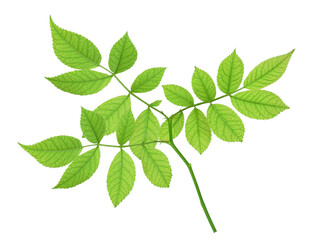 green spring leaves for design and decoration. Isolated on transparent, png. Fresh leaves. Foliage. Spring, summer.