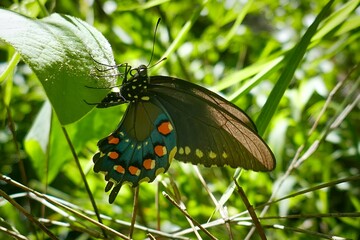 Closeup of a Pipevine Swallowtail butterfly in Arkansas, USA.