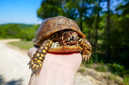 Closeup of a three-toed box turtle in Arkansas, USA.