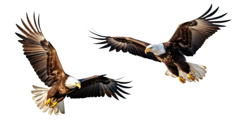 Obraz premium Collection set of two Bald Eagles isolated on transparent a white background