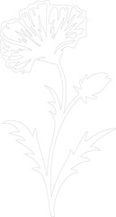 chicory outline