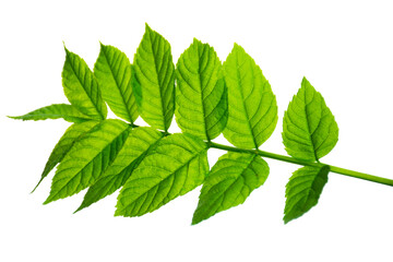 Elderberry . elderberry - a medicinal plant good for health. Green spring elderberry leaves....