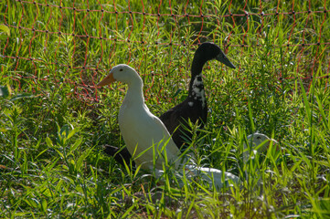 Three Indian runner ducks in a grass field surrounded by an orange electric fence. On a farm in the summer