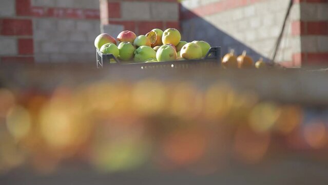 A mother and son are harvesting apples in the village.