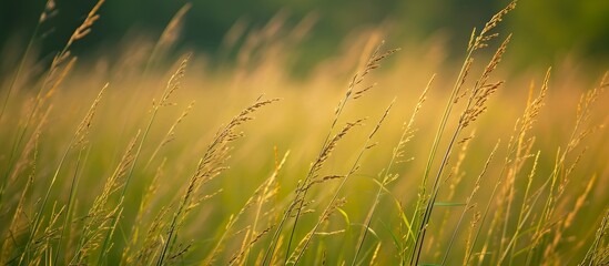 Scenic landscape of tall grass field illuminated by sun rays shining through it