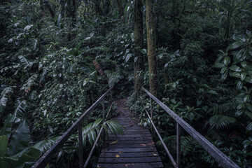 Tropical dark rainforest