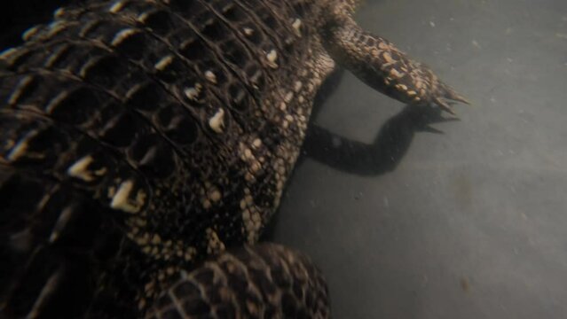 american alligator swimming night with spotlight slomo