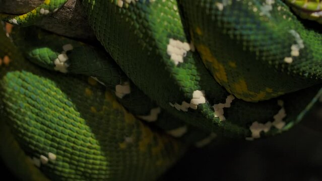 emerald tree boa coiled in tree pan focus tail to face slomo