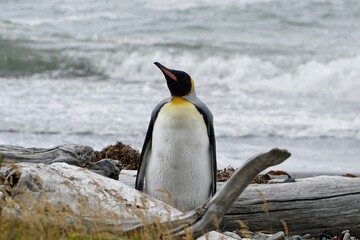 King Penguin (Aptenodytes Patagonicus) Ushuaia, Tierra del fuego