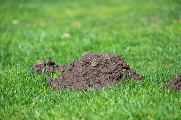 Dirt pile in a healthy green grass lawn, mole activity causing damage
