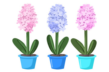 Flat illustration for spring season, hyacinthus, flower in pot, Vector illustration