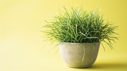 A small potted plant sits in a white ceramic bowl on a yellow background. The plant is a type of grass, and it is a small, delicate plant. The bowl is a simple, unadorned design - Powered by Adobe