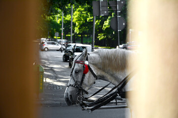 białe konie w mieście, głowa białego konia ciągnacego dorożkę, white horses and carriage in the city, horses on the city street, pair of horses in a harness	 - obrazy, fototapety, plakaty