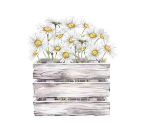 Watercolor bouquet of white blossom flowers chamomile in white gray wooden box. Watercolor daisy in wooden boards with a wood texture and white flowers. Hand drawn illustration isolated on background