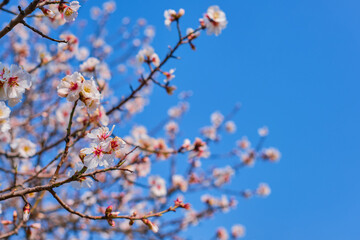 Postcard with a branch of blooming sakura, delicate pink flowers, congratulations on the spring holidays and Mother's Day, copy space for concept