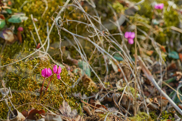 First spring flowers in the mountains, close-up of flowers growing on moss, Vesta and change of...