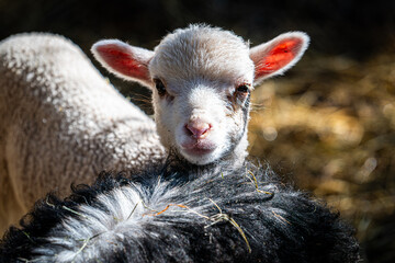 baby sheep in the farm