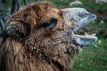 close up of a head of a camel