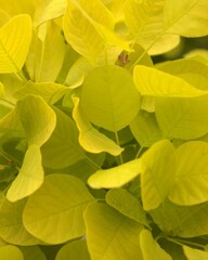 yellow leaves background